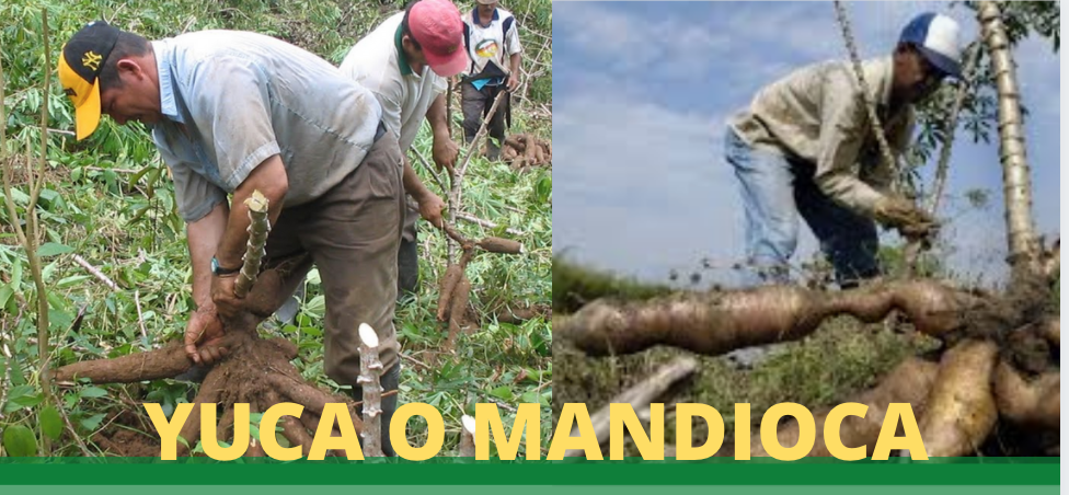 Yuca o Mandioca: versatil en el cultivo, muy nutritiva en la alimentacion